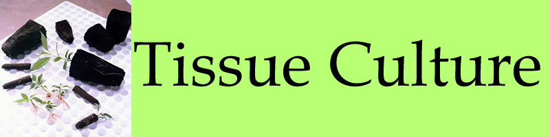 Tissue Culture